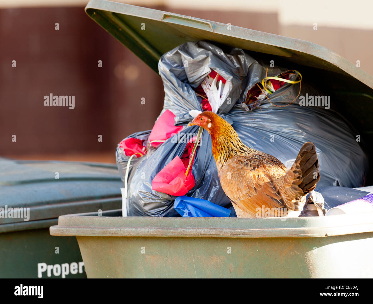 Bin chicken hires stock photography and images Alamy