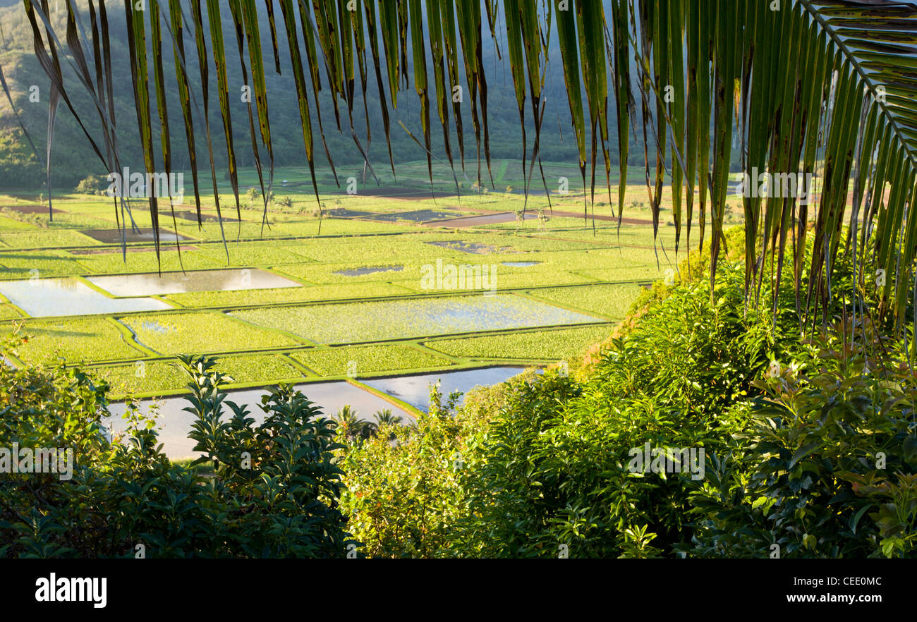 Hanalei Valley on island of Kauai with framing from palm fronds Stock
