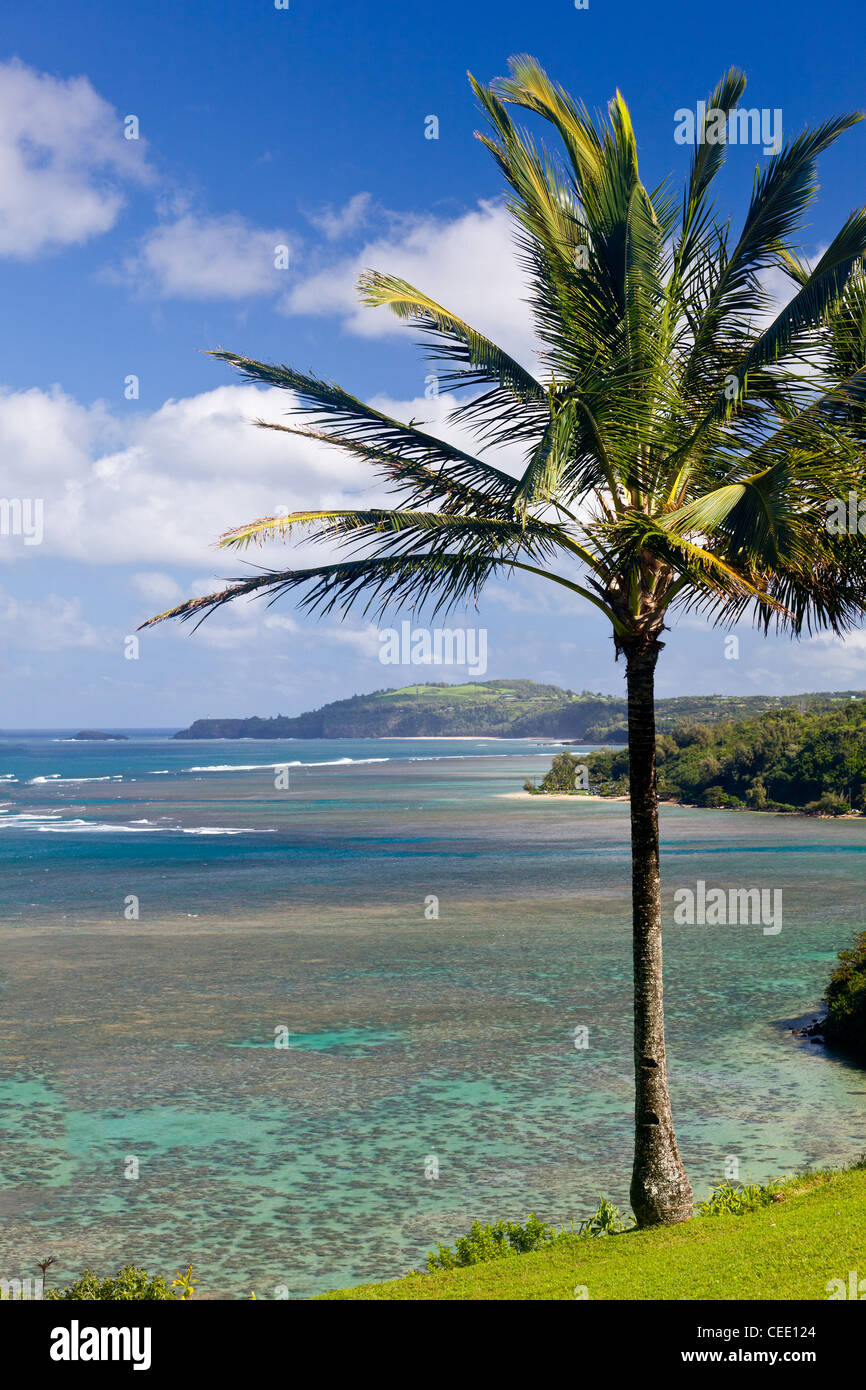 Palm tree frames sealodge and anini beach in Kauai with Kilauea