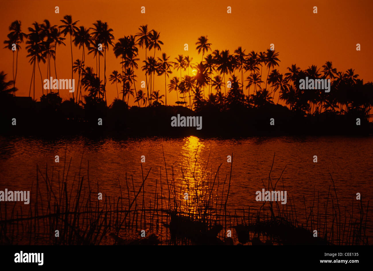 Sunset behind Palm Trees Stock Photo