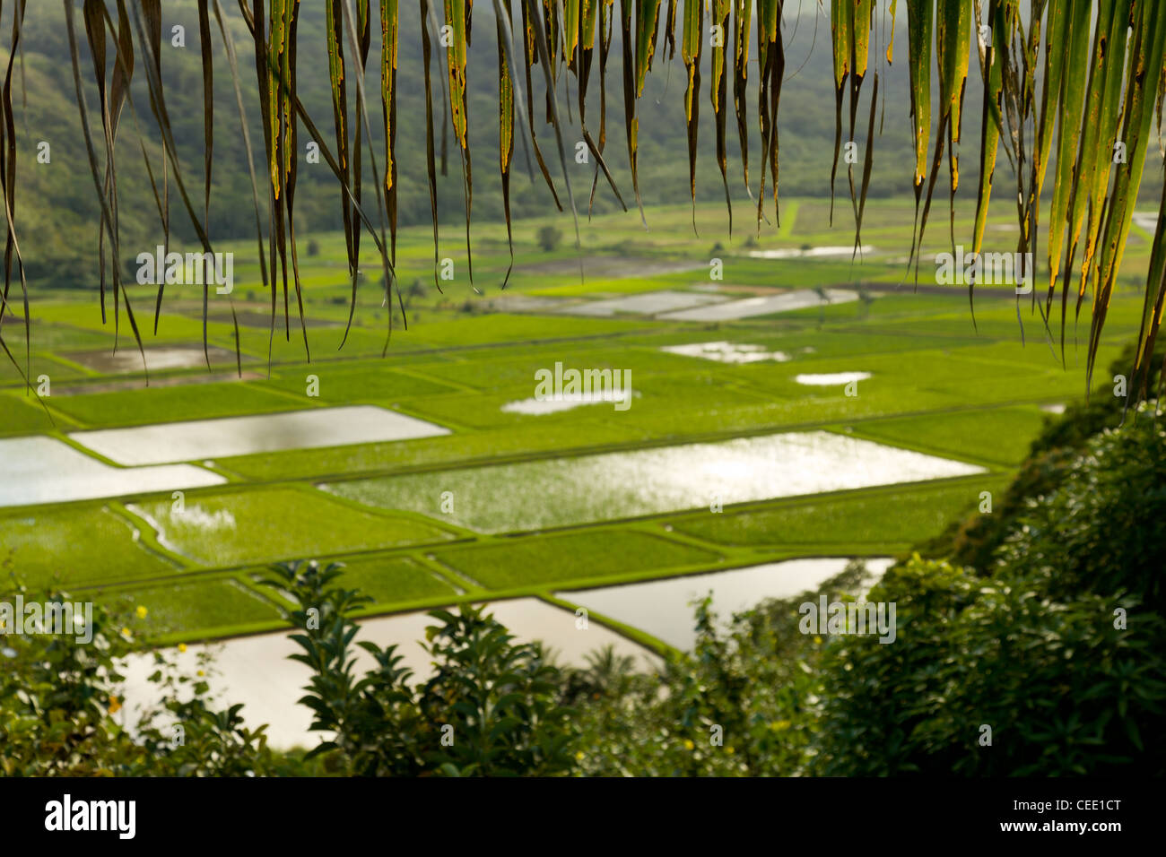 Hanalei Valley on island of Kauai with framing from palm fronds Stock