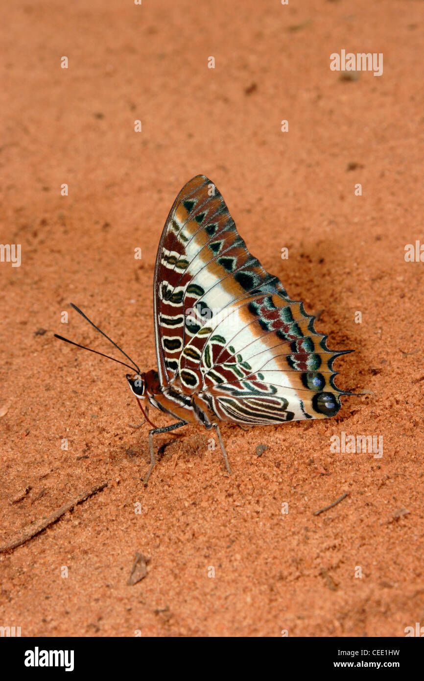 White-barred charaxes butterfly (Charaxes brutus brutus : Nymphalidae), male puddling in rainforest, Ghana. Stock Photo
