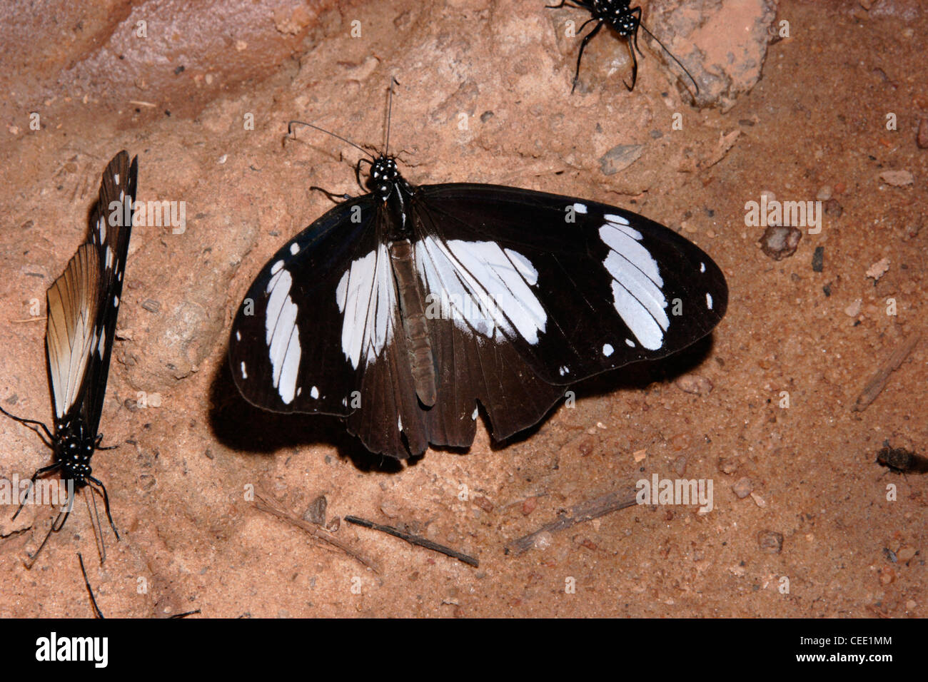 The friar butterfly (Amauris niavius : Danaidae) puddling in rainforest, Togo. Stock Photo