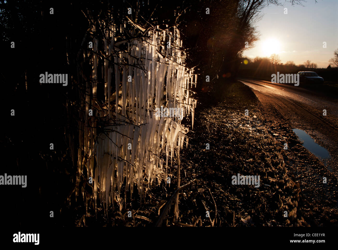 Icicle covered hedgerow at Broad Green near Steeple Bumpstead, North Essex, England. Stock Photo