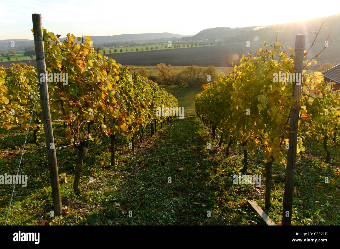 Colorful vines in fall, Saale-Unstrut winery, vineyard, Naumburg, Saxony-Anhalt, Germany, Europe Stock Photo