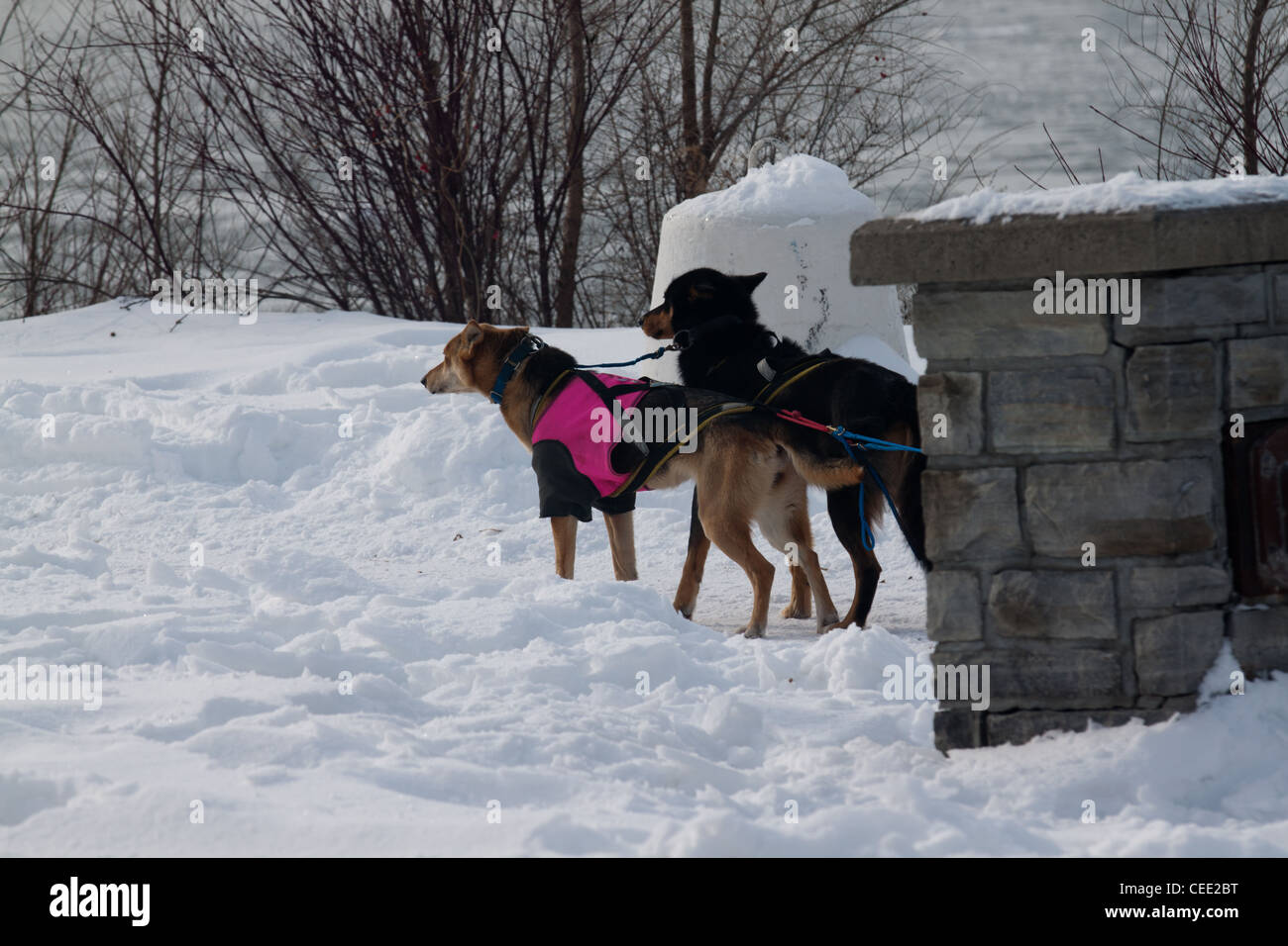 Two sled dogs, one with a pink coat Stock Photo