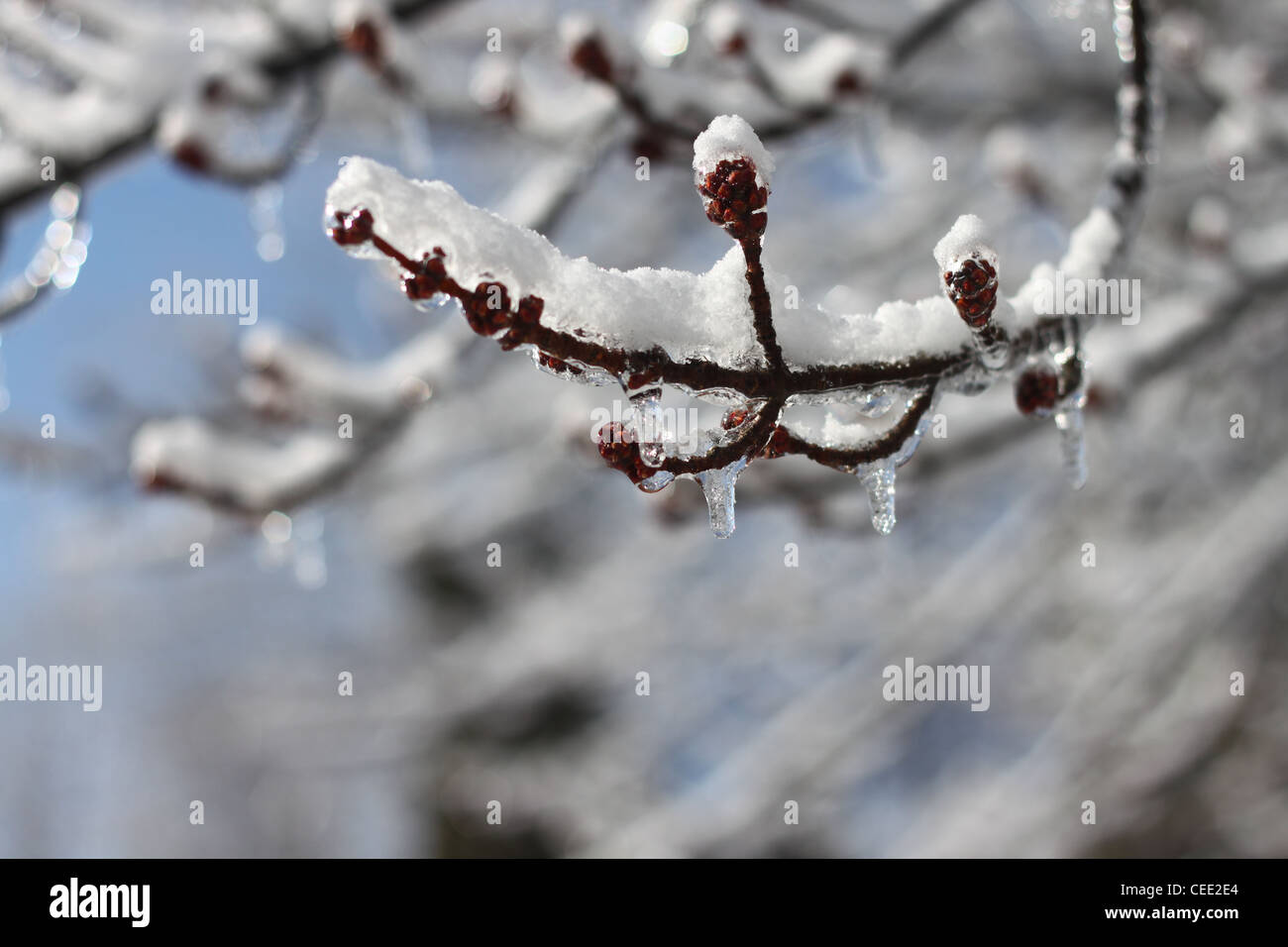 Ice covered branch starting to melt Stock Photo