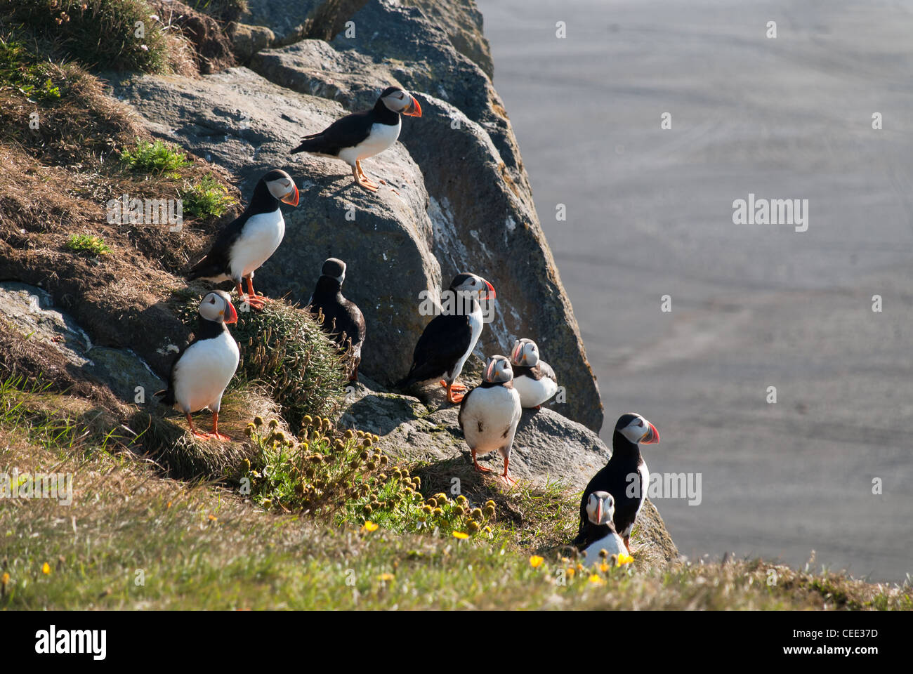 puffin colony in Vik Stock Photo