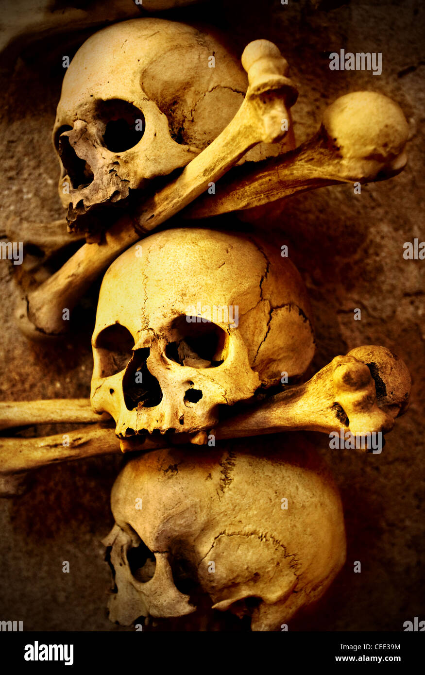 Skulls and bones close up sepia toned Stock Photo