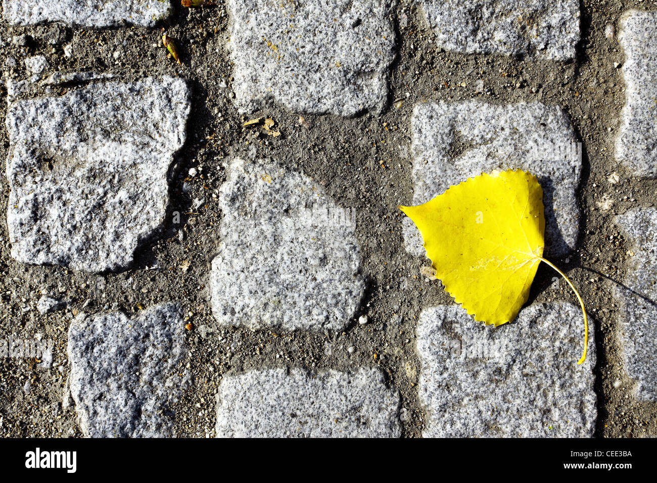 Yellow autumn leaf on old cobblestone road Stock Photo - Alamy