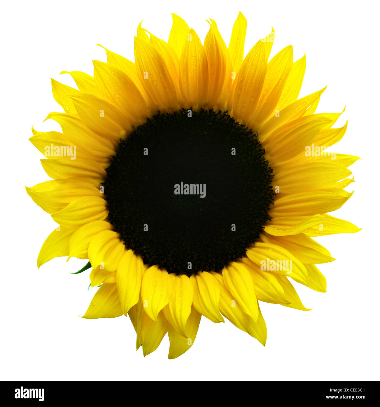 Sunflower close-up isolated over the white background Stock Photo - Alamy