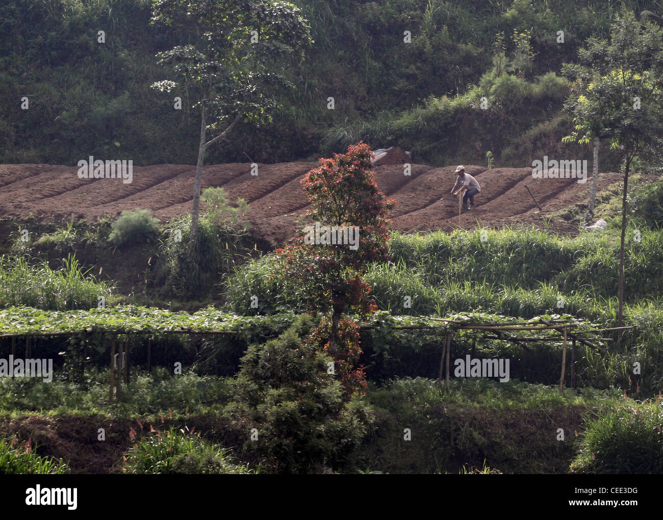 vegetable Farm terraced farm fields on Mount Merapi Yogyakarta ...