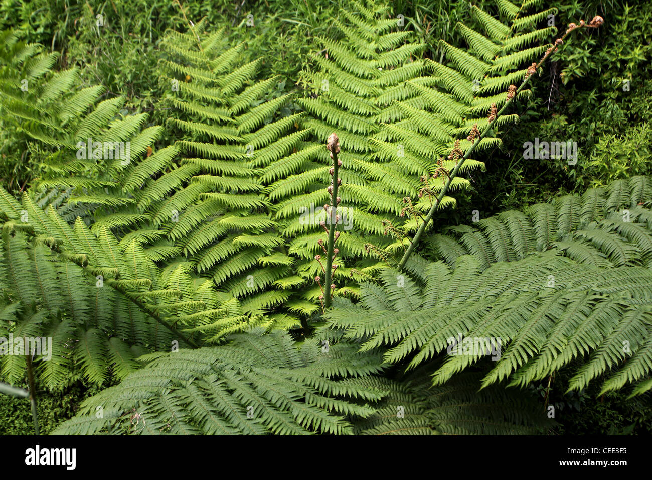 tree fern on Mount Merapi Yogyakarta Indonesia Stock Photo Alamy