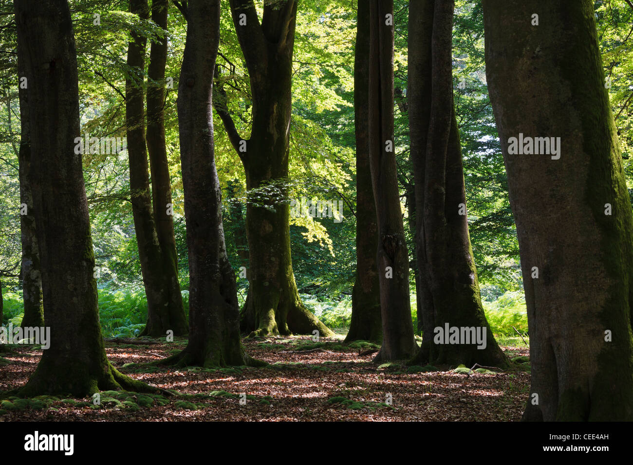 Beech trees near Bolderwood, New Forest National Park, Hampshire Stock Photo