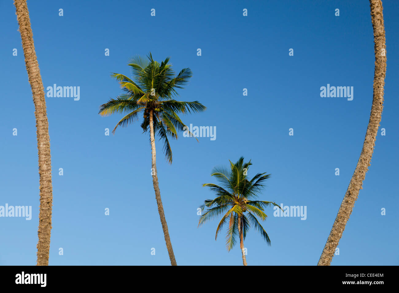 Tropical palm trees with a blue sky Tangalla Sri Lanka Asia Stock Photo