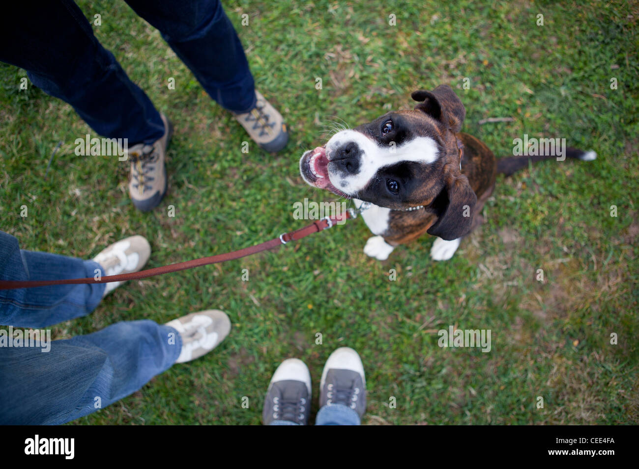 Boxer dog with dog-belt looking in the camera surrounded by  people the Netherlands Europe Stock Photo