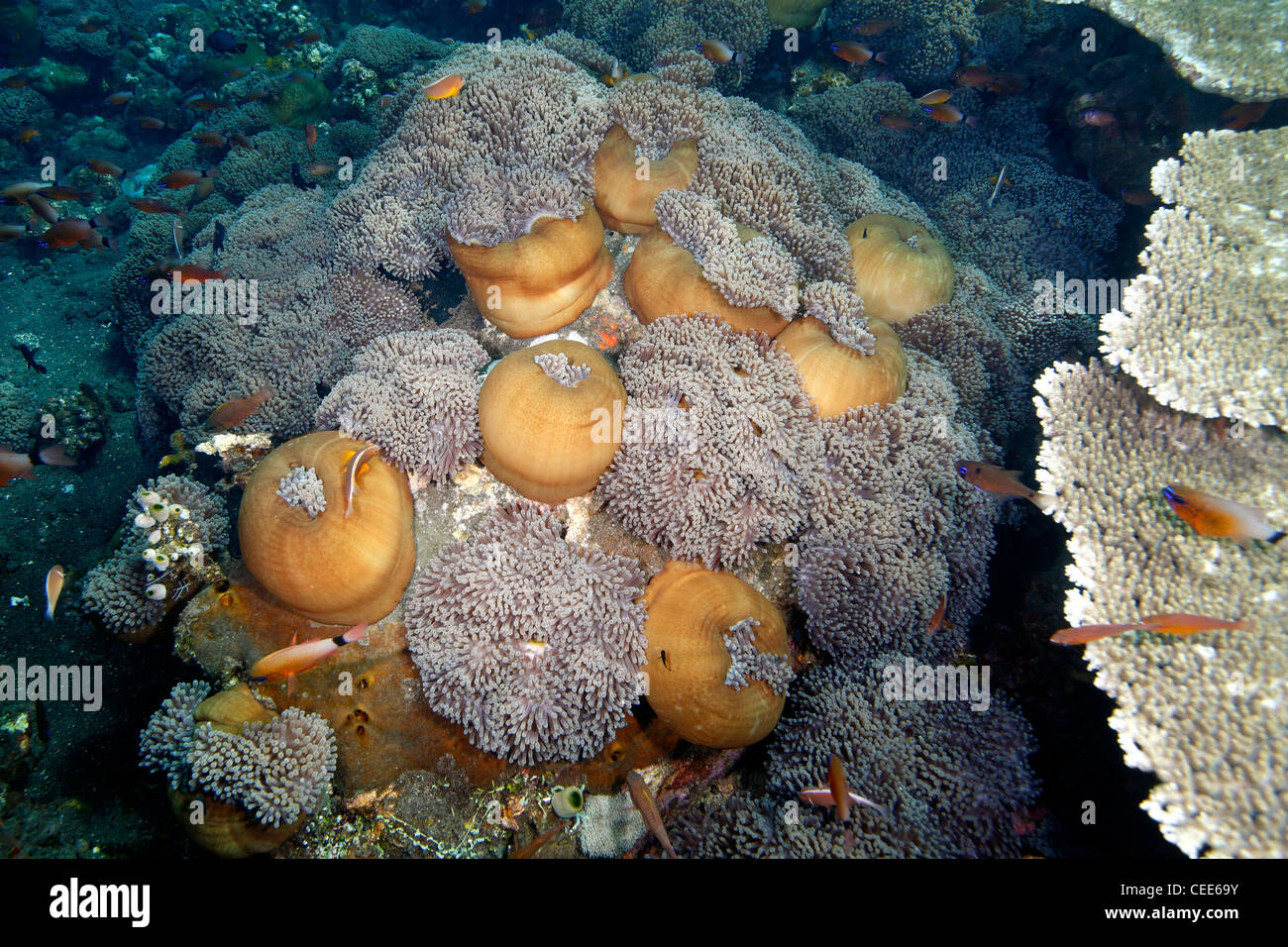 A large patch of Magnificent Sea Anemones, Heteractis magnifica. Some of the anemones are closed, or 'balled'. Stock Photo