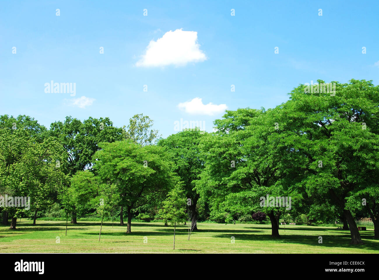 park,green,tree,clouds,blue,sky,forest,summer, Stock Photo