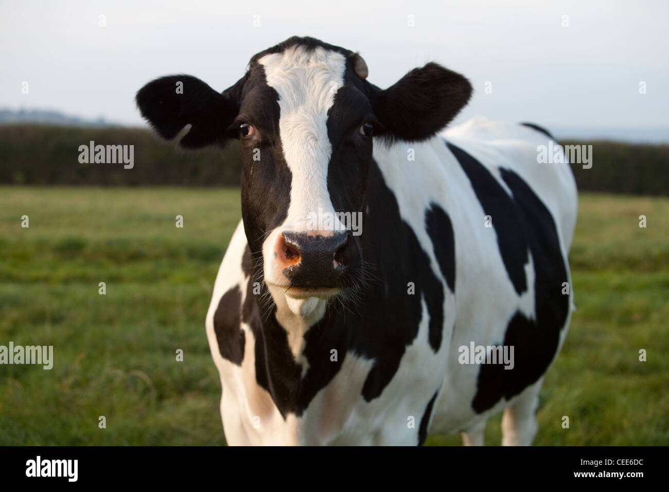 Friendly holstein friesian cattle hi-res stock photography and images ...