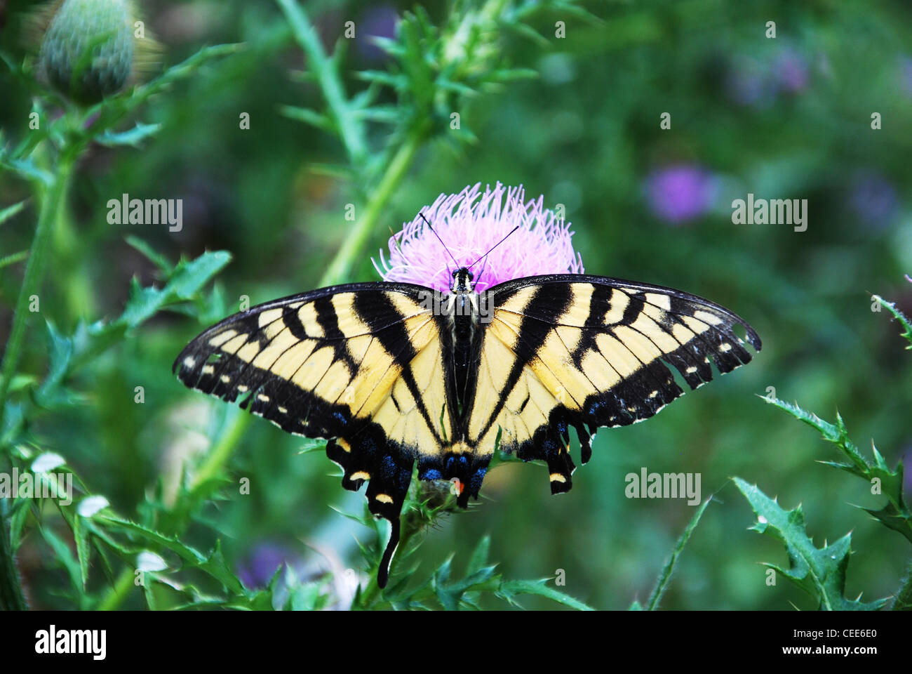 butterfly,monarch,single,flowers,one,park,insect Stock Photo