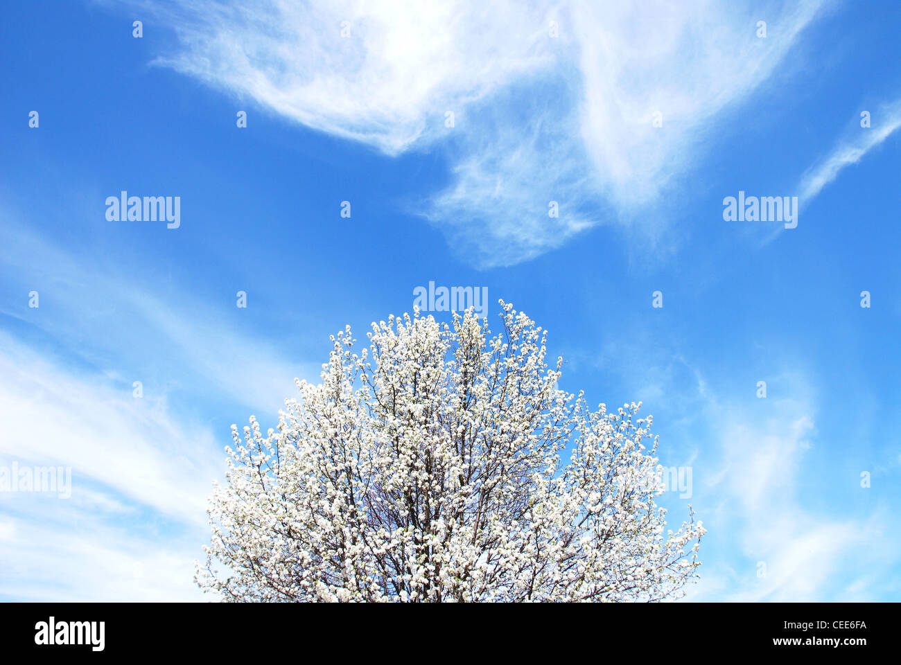 Flower garden and sky with clouds hi-res stock photography and images ...