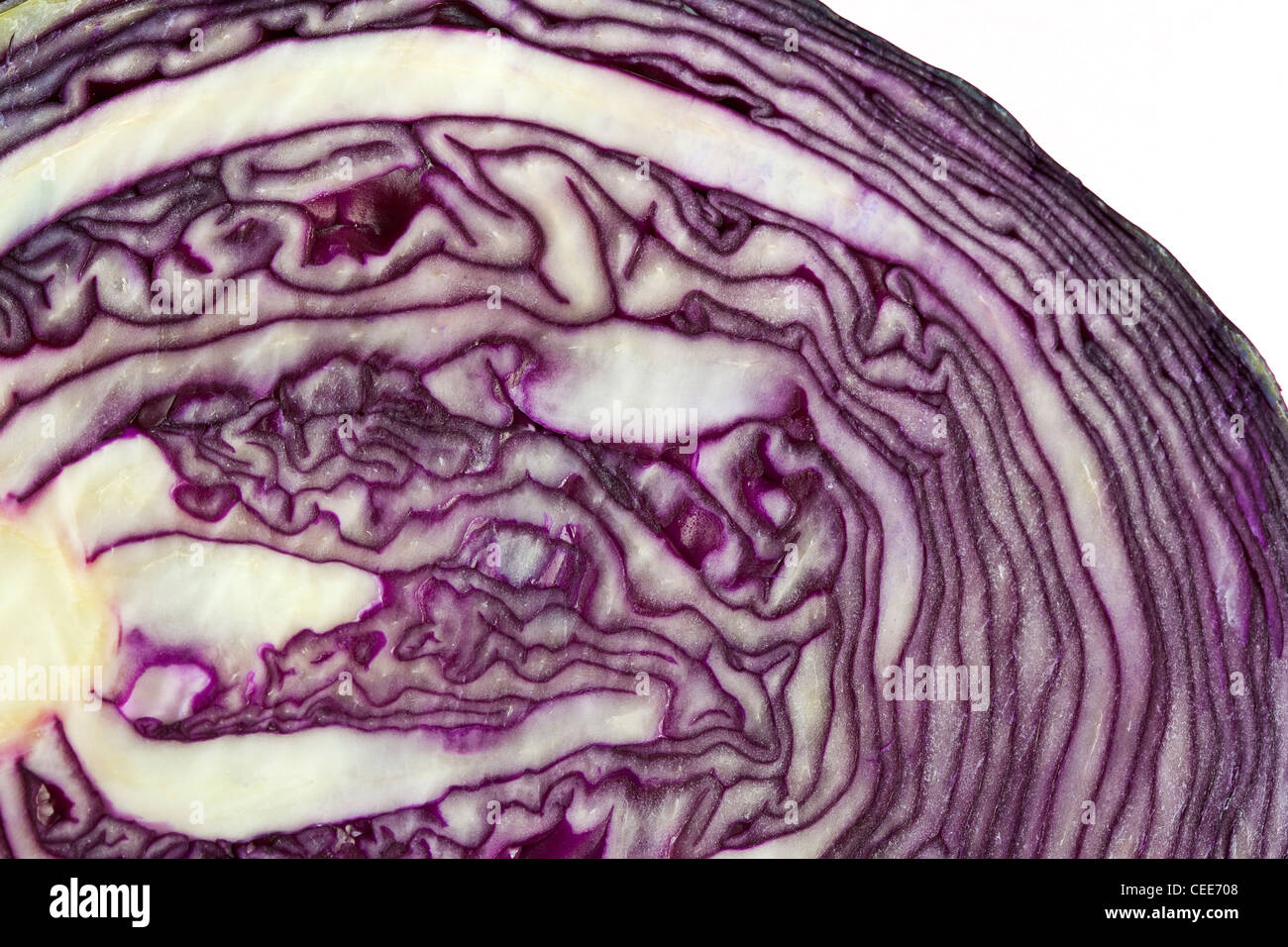 A close up abstract image of a slice through a red cabbage Stock Photo ...