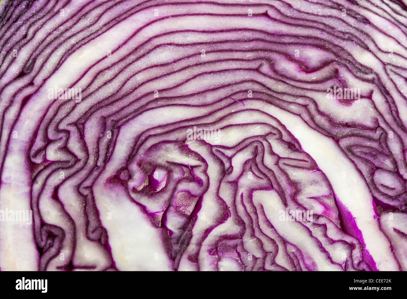 A close up abstract image of a slice through a red cabbage Stock Photo ...