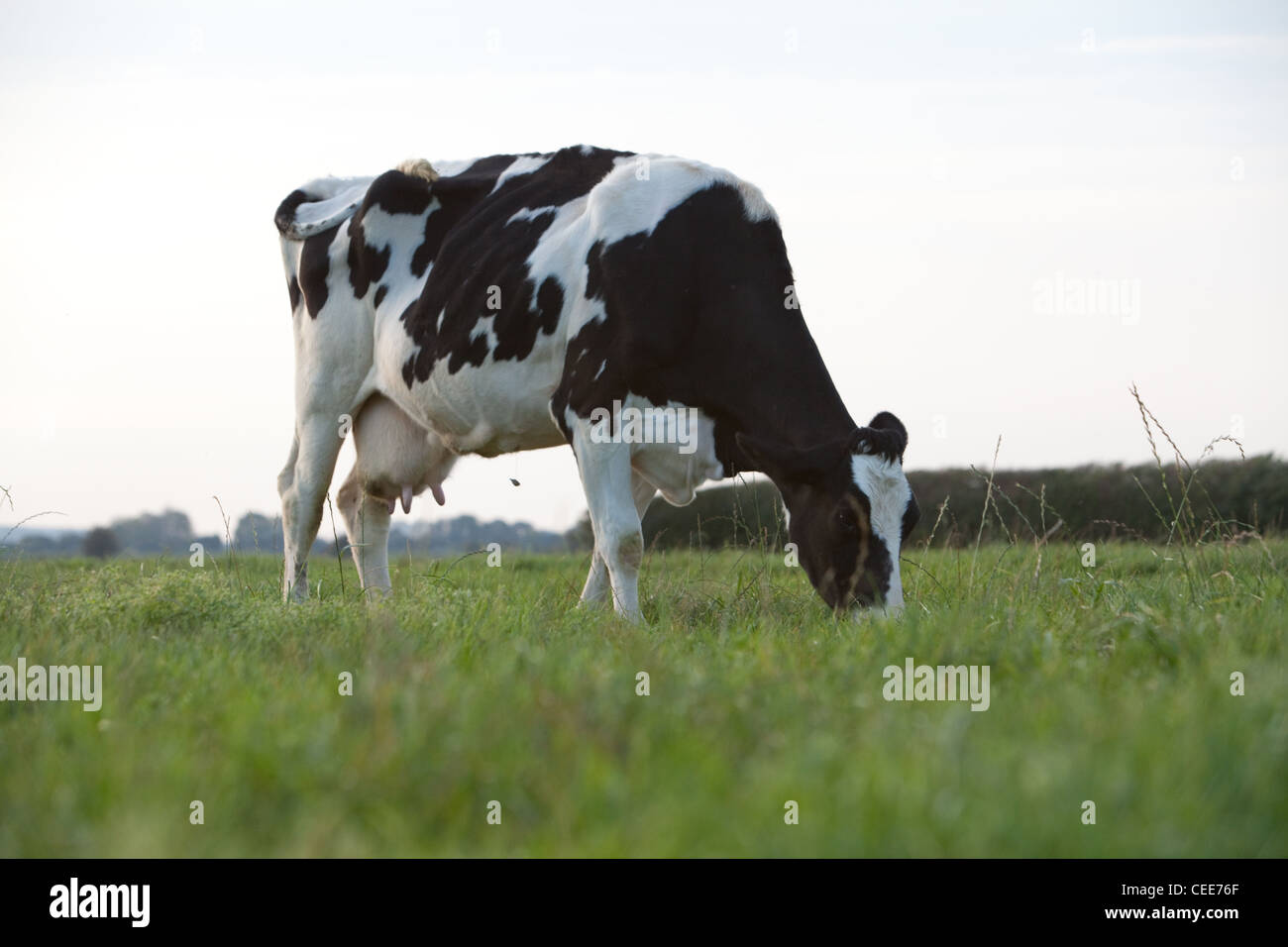 Friendly holstein friesian cattle hi-res stock photography and images ...