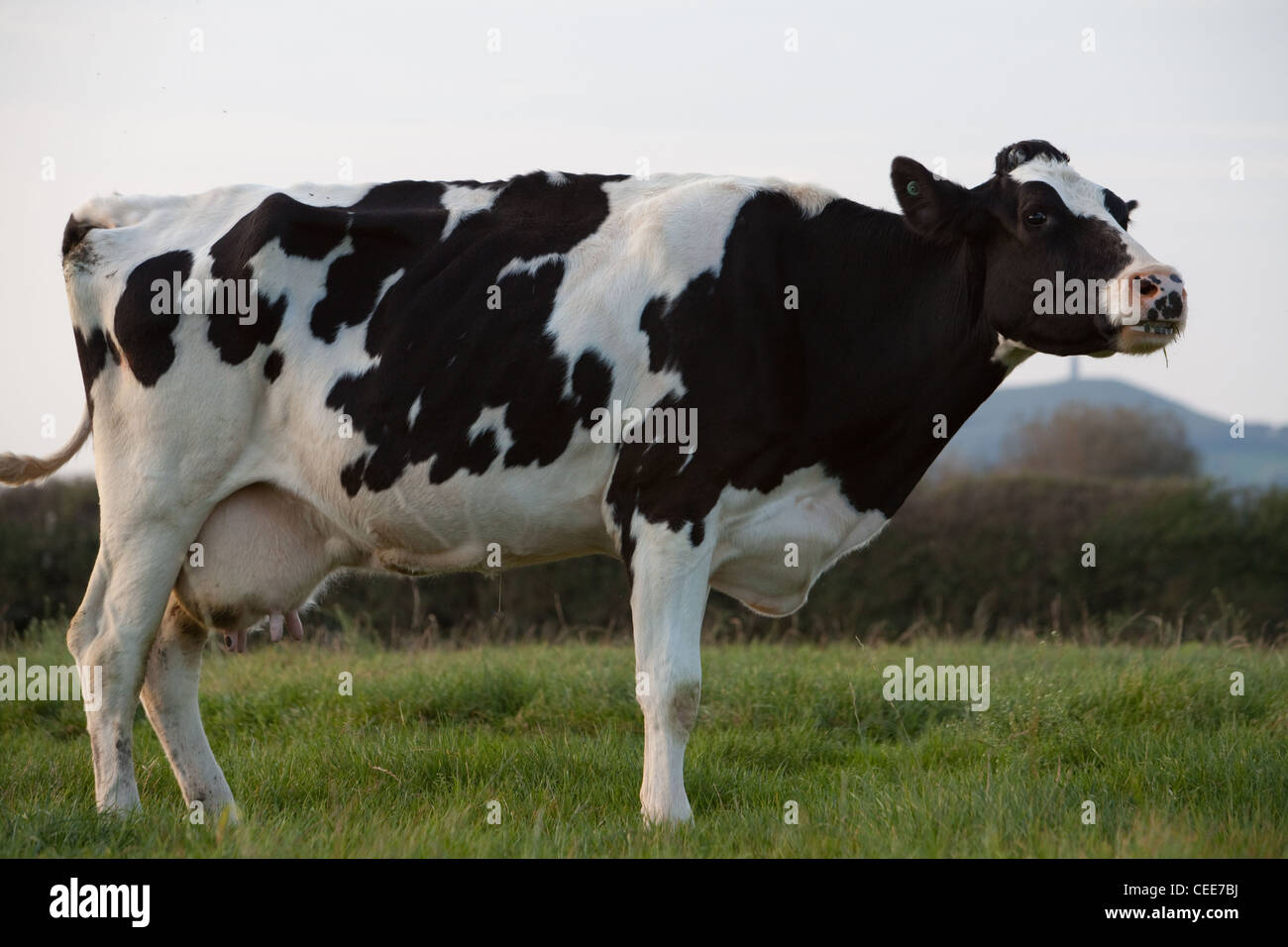 Holstein-Friesian cattle (black and white) at Brue Valley Farm in ...