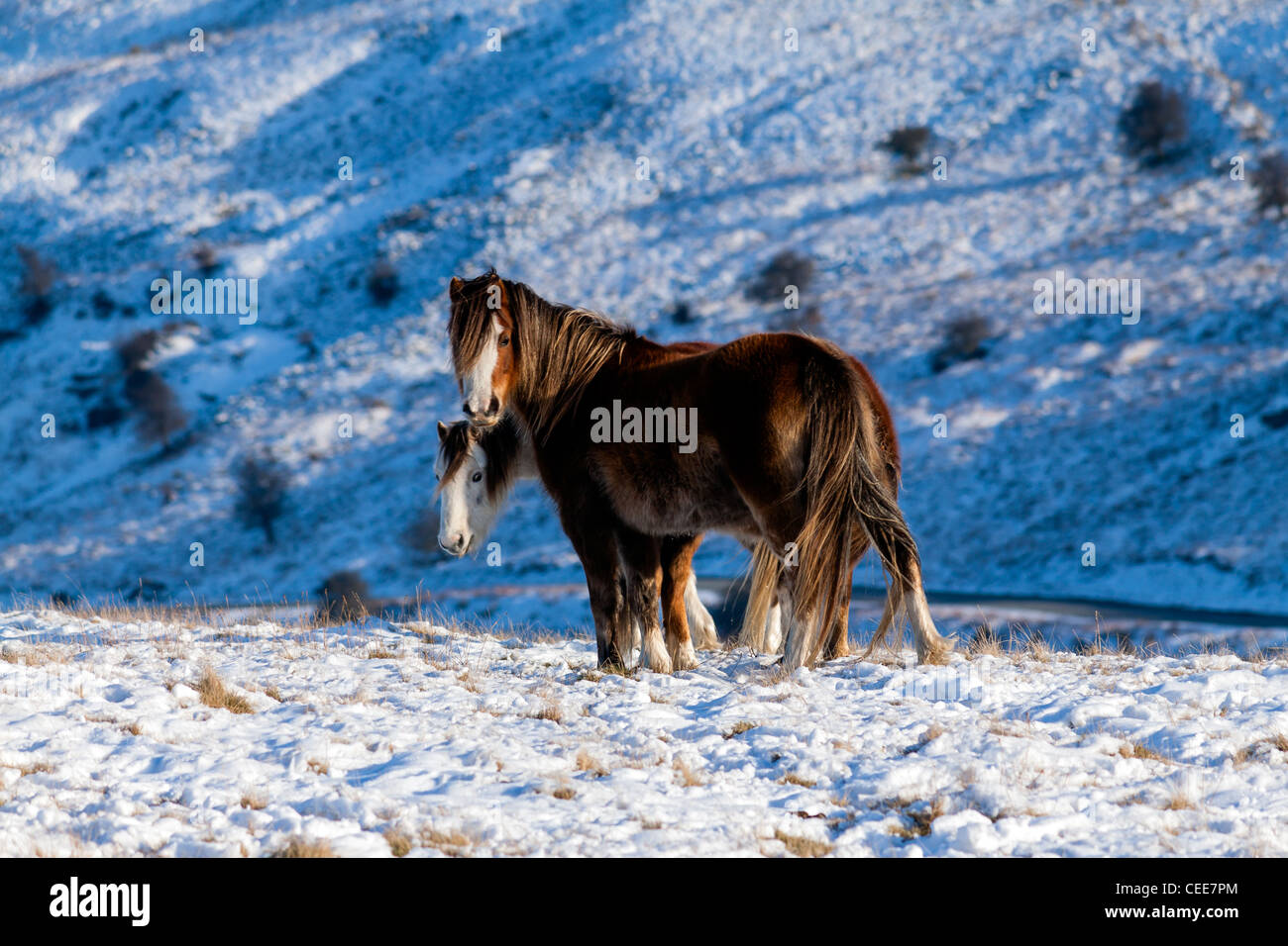 Wild horses with long winter coats stand in the sun on a snowy high