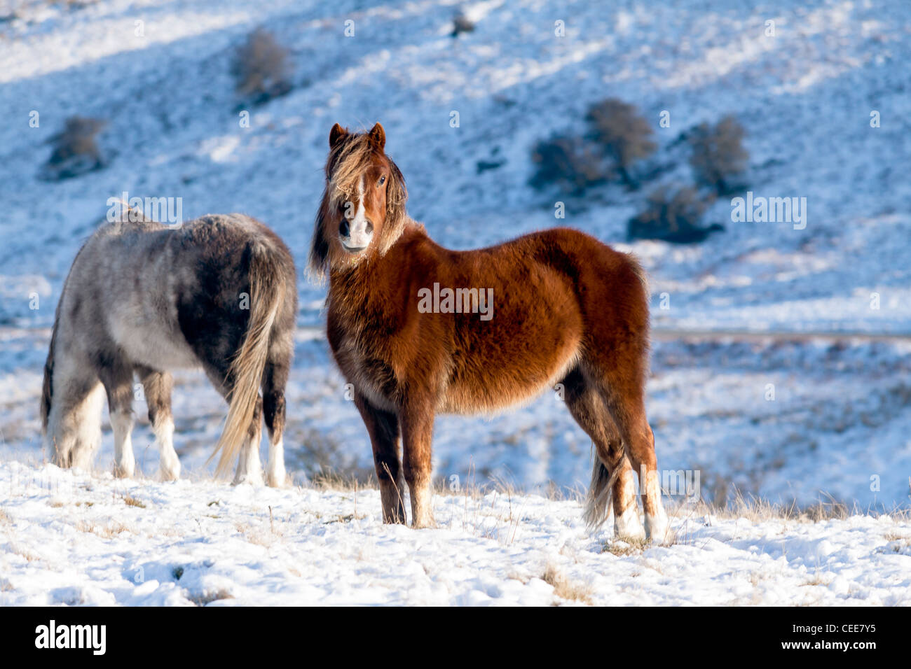 Wild horses with long winter coats stand and eat on a snow covered moorland  in some later afternoon winter sunshine Stock Photo - Alamy