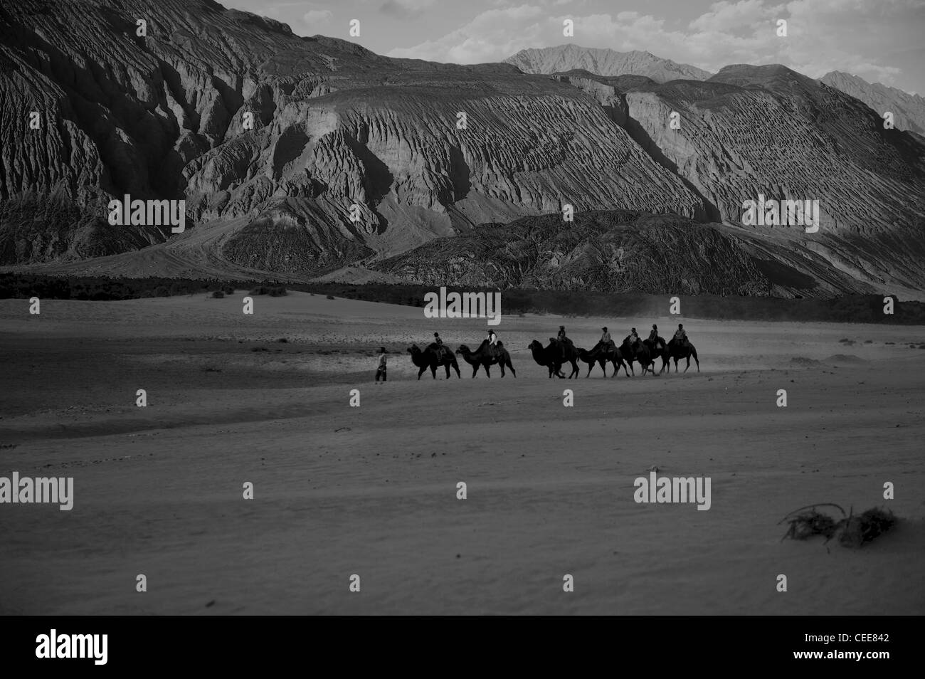 Dromedary Camel Caravan at Nubra Valley landscape Ladakh Stock Photo