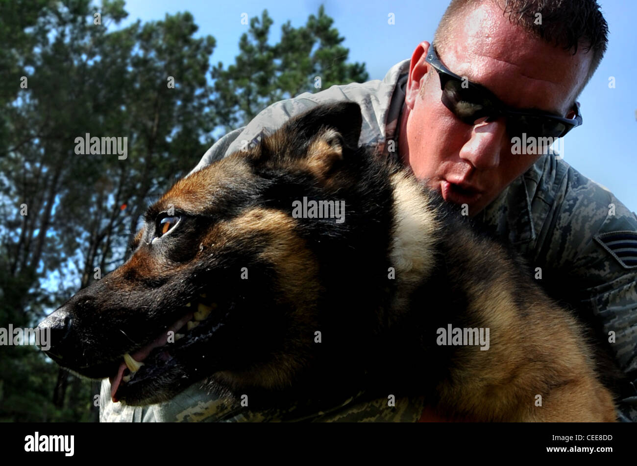 Militaryworkingdog hi-res stock photography and images - Alamy