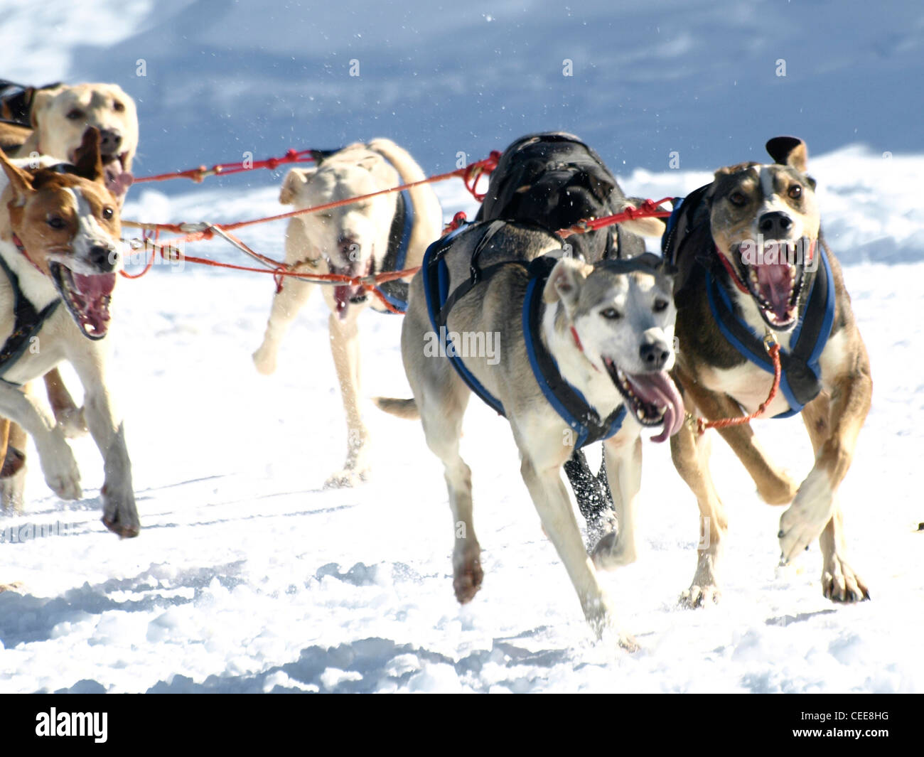 sledgedogs in a competition on snow Stock Photo