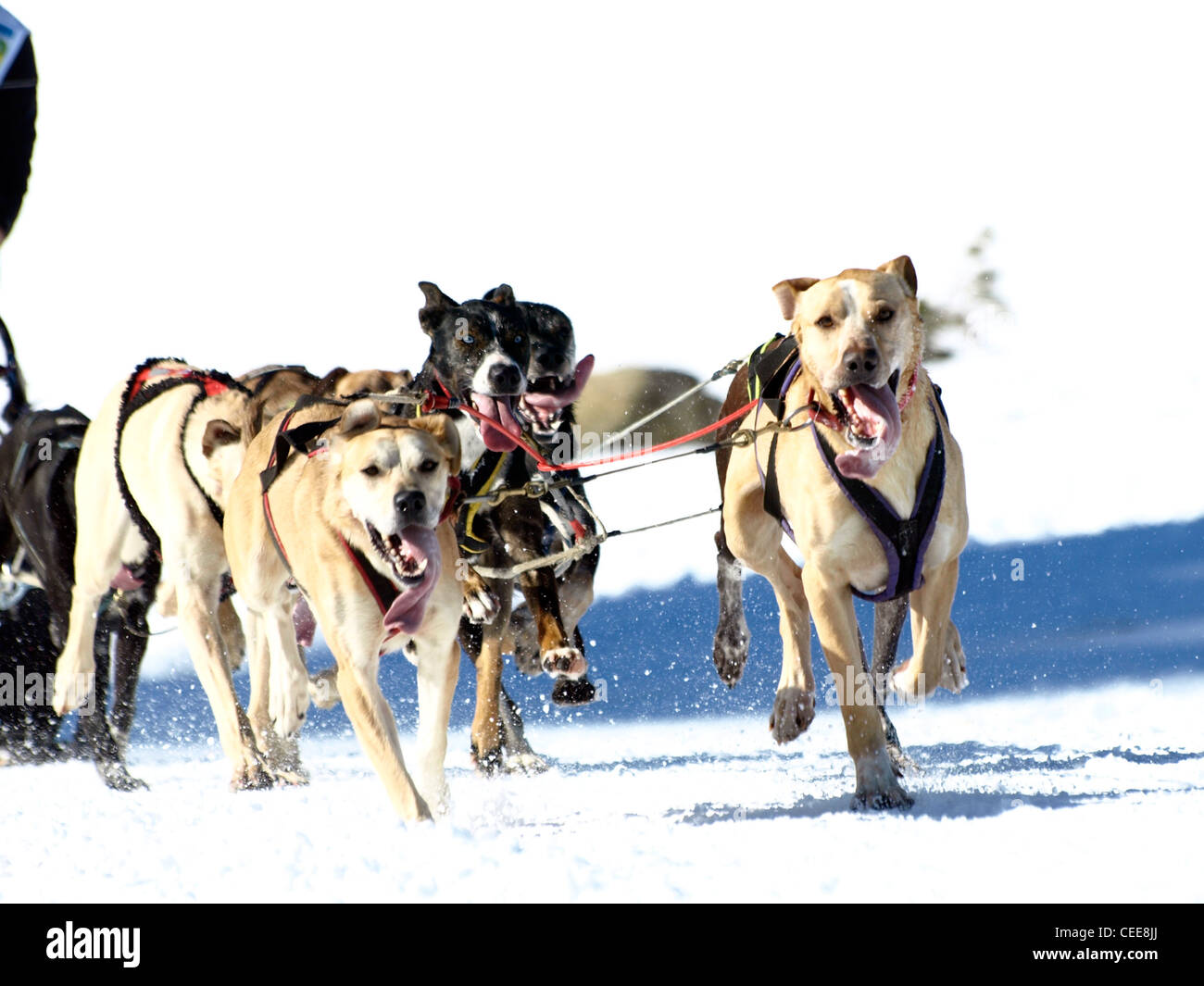 sledgedogs in a competition on snow Stock Photo