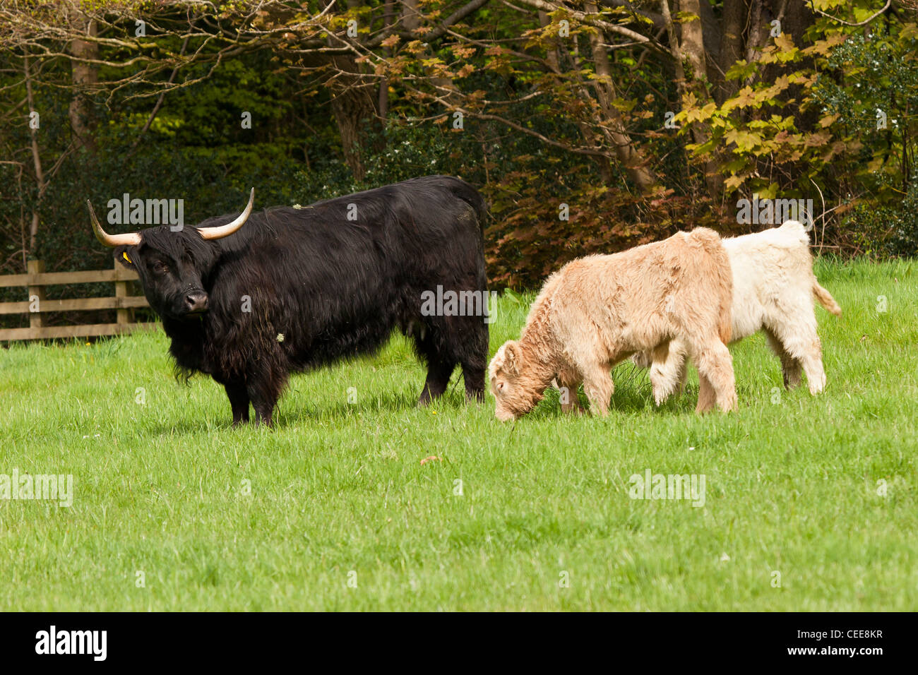 Cow with twins hi-res stock photography and images - Alamy