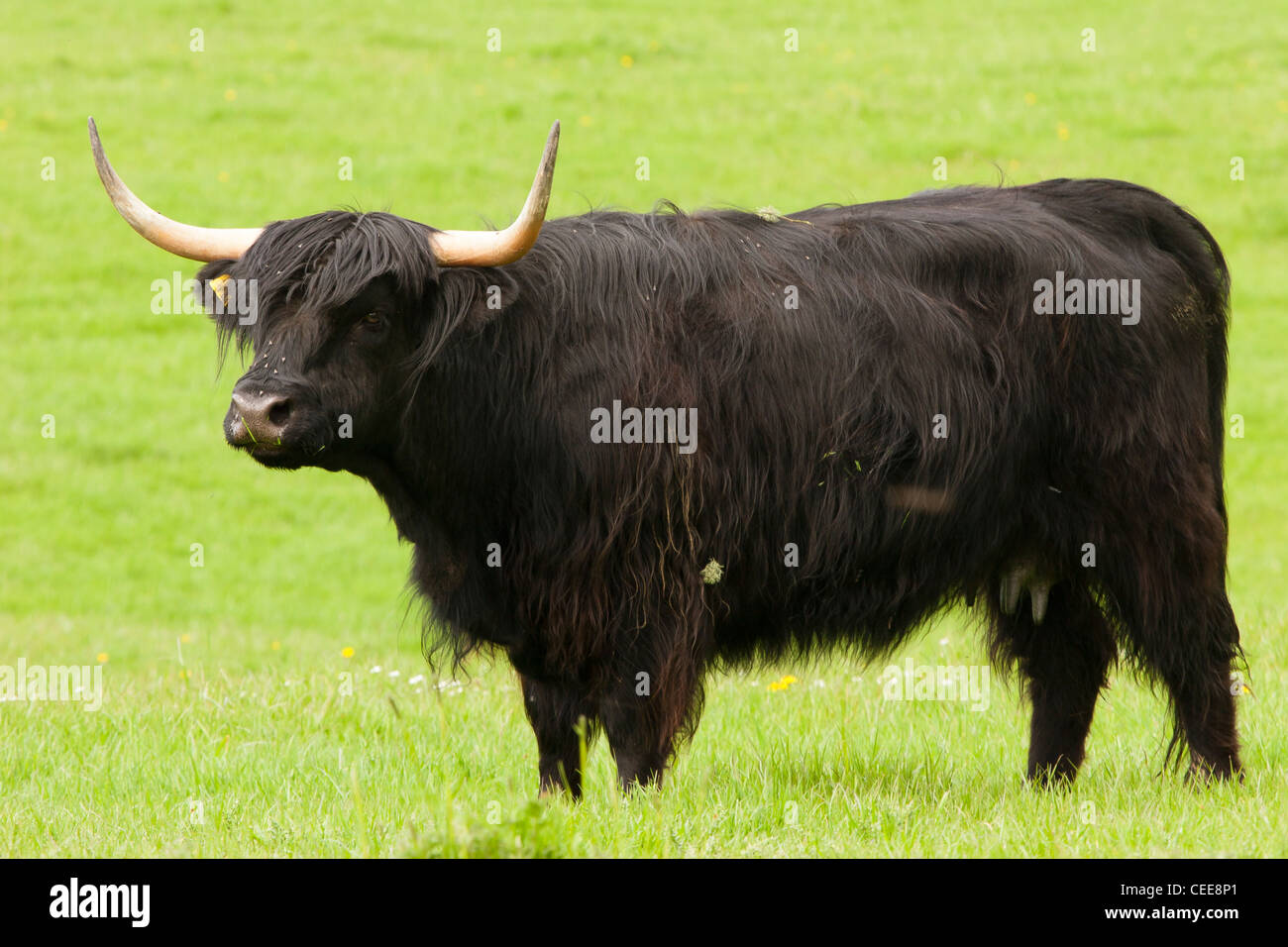 Black highland cow hi-res stock photography and images - Alamy
