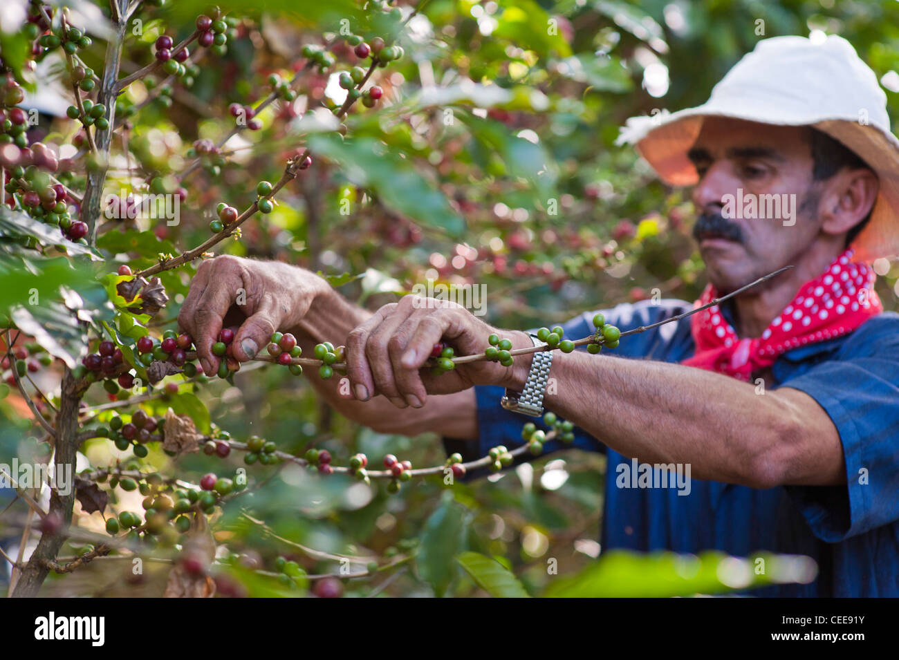 Costa Rica Coffee Farm For Sale / Costa Rica Intercontinental Coffee
