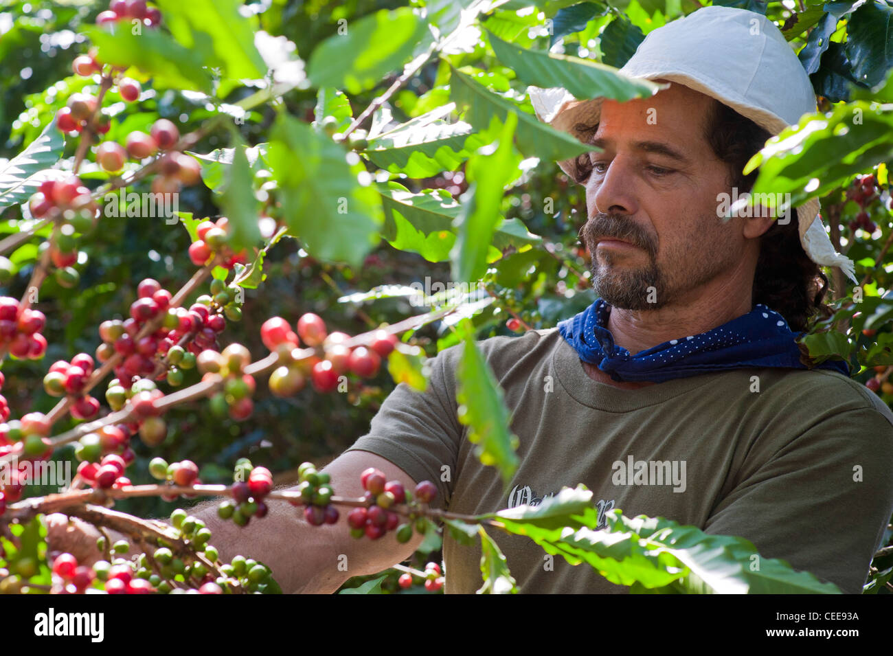 Costa rica coffee farm hires stock photography and images Alamy