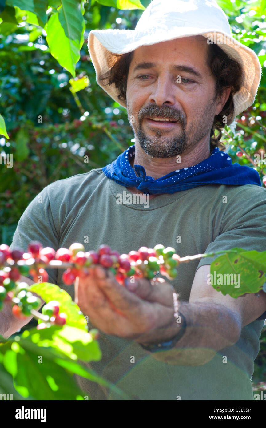 People pick coffee beans on an organic coffee farm in Costa Rica Stock