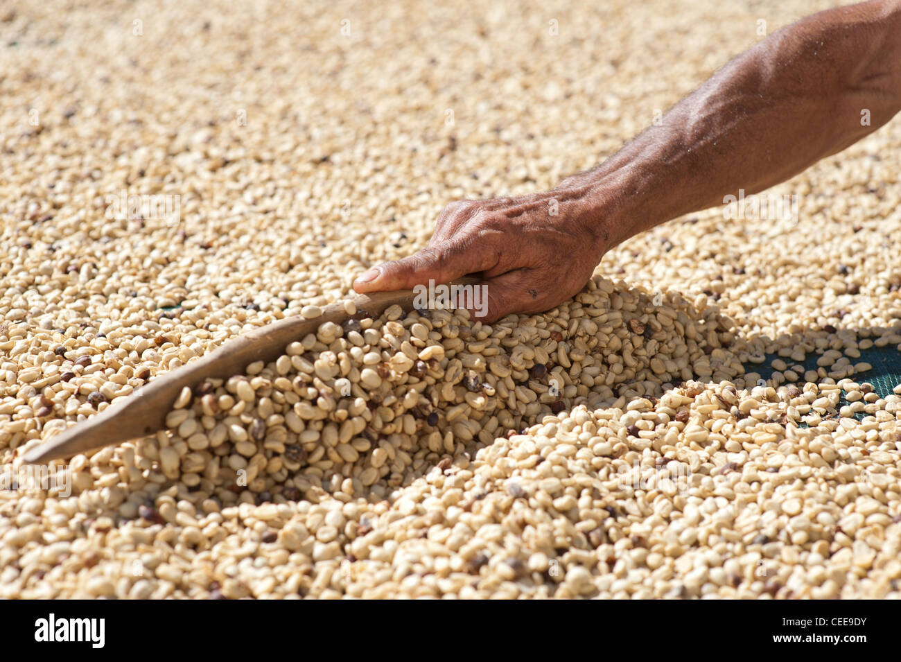 People sorting through coffee beans Stock Photo