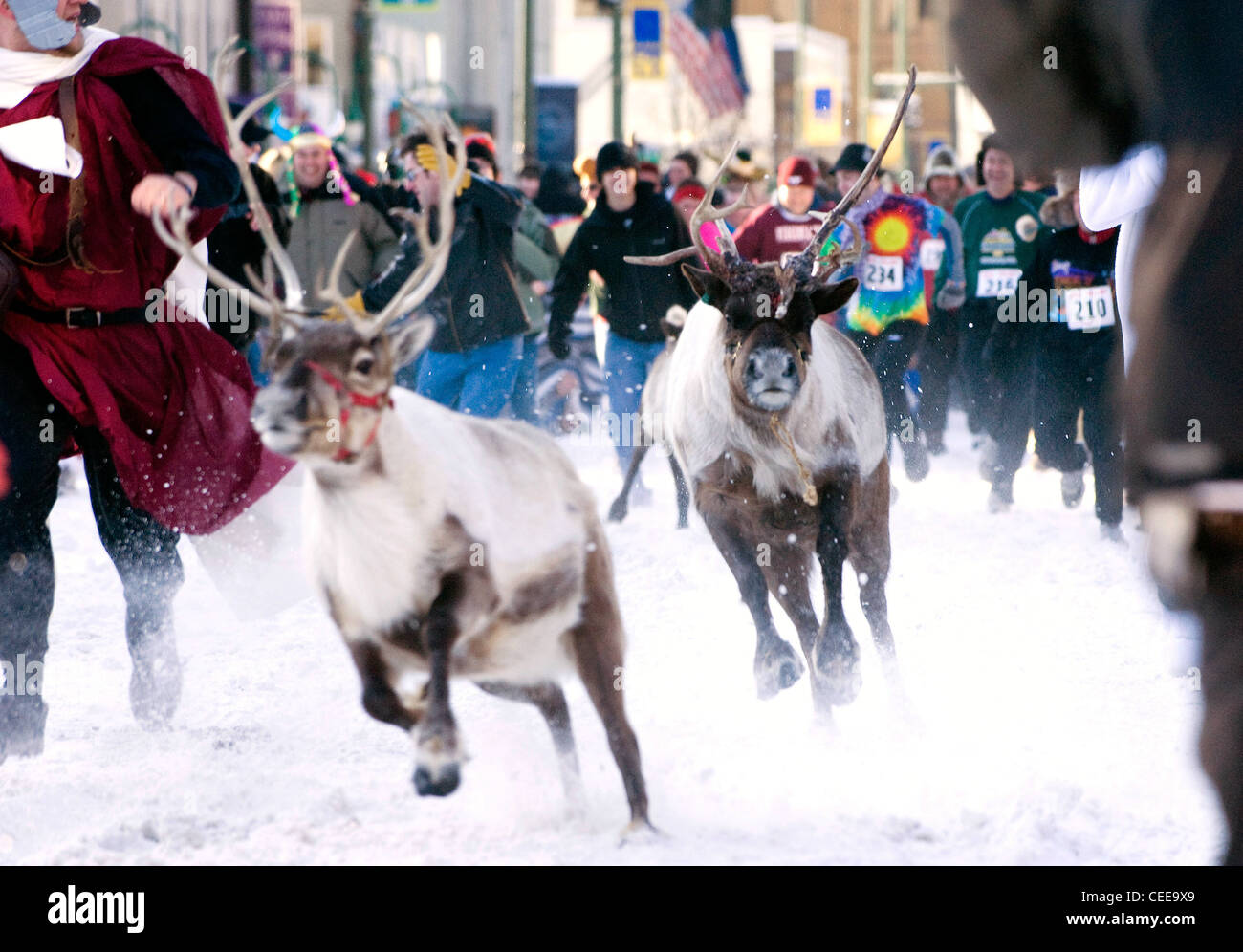 Reindeer race down the streets of Anchorage during the 2nd Annual