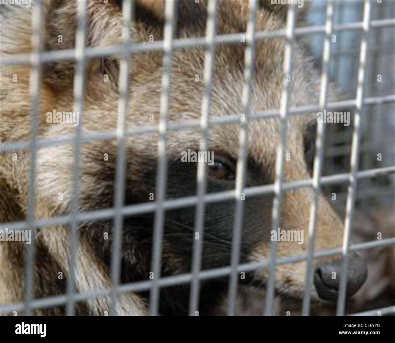 This raccoon dog was captured Jan. 6 and released Jan. 8 in a forest at the Tama Hills Recreation Area on Yokota Air Base, Japan. The 374th Civil Engineer Squadron pest management office catches and relocates wild animals found on the base, keeping the airfield clear and the pet population safe. Stock Photo