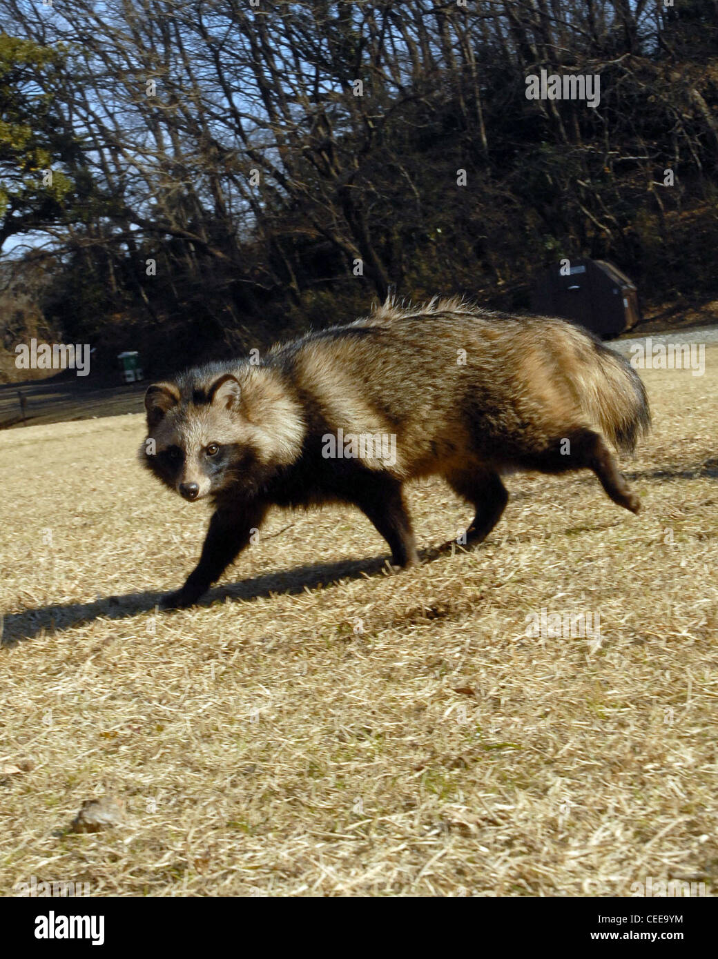This raccoon dog was captured Jan. 6 on base and released Jan. 8 in a forest at the Tama Hills Recreation Area on Yokota Air Base, Japan. Members of the 374th Civil Engineer Squadron pest management office are responsible for catching and relocating wild animals found on the base, keeping the airfield clear and the pet population safe. Stock Photo