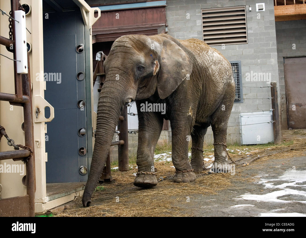 Maggie, Alaska's only elephant, is being relocated from the Alaska Zoo