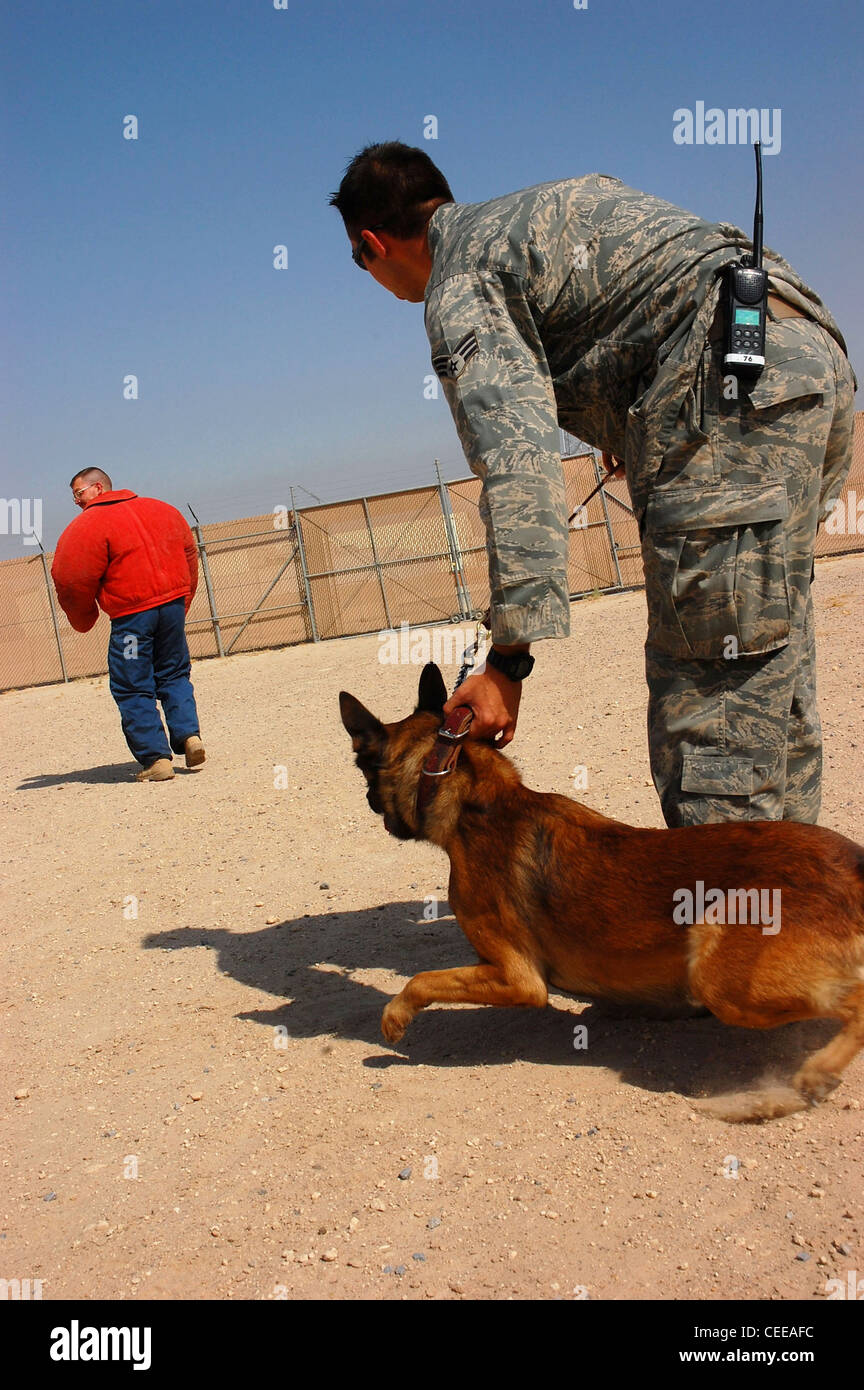 Senior Airman Justin Gatti prepares to release his partner, Axel, to attack a decoy during aggression training Sept. 19 at a deployed location in Southwest Asia. Airman Gatti is a 386th Expeditionary Security Forces Squadron military working dog handler, and Axel is a 386th ESFS military working dog. The military working dogs are trained several times a week to keep their skills sharp. Stock Photo