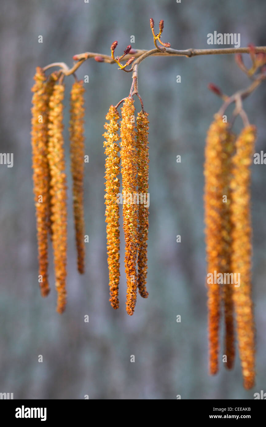 Alder catkins coming out at early spring (Georgia, USA). Stock Photo