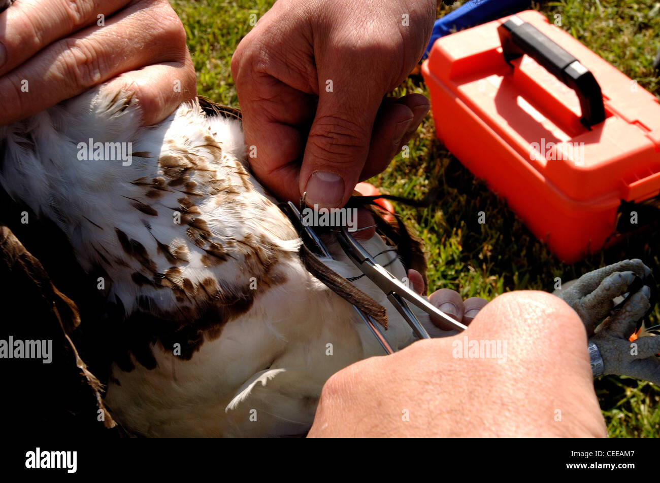 Brian Dorr of the U.S. Department of Agriculture holds an osprey as Mark Martell of the Minnesota Audubon Society fits it with a tracking device at Langley Air Force Base, Va., on Wednesday, May 17, 2006. The department is collecting, tagging and tracking the birds to reduce conflicts with base aircraft. Stock Photo