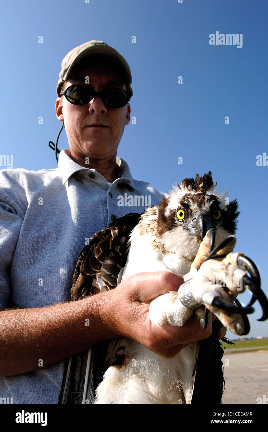 Brian Dorr of the U.S. Department of Agriculture shows the 'deadly end' of an osprey at Langley Air Force Base, Va., on Wednesday, May 17, 2006. The department is collecting, tagging and tracking the birds to reduce conflicts with base aircraft. Stock Photo