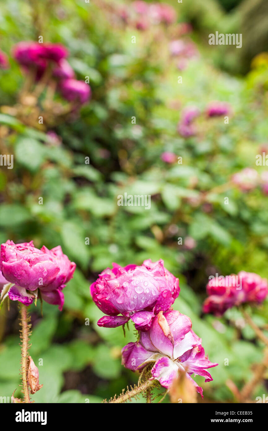 Roses bloom in Achamore , the community owned gardens on the island of